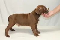 Male chocolate, a male American Bully for sale in Corning, NY – 3 of 4