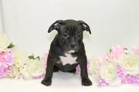 Red collar female, a female American Bully for sale in Corning, NY – 2 of 5