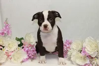 Female chocolate, a female American Bully for sale in Corning, NY – 4 of 4