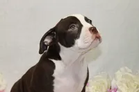 Female chocolate, a female American Bully for sale in Corning, NY – 3 of 4