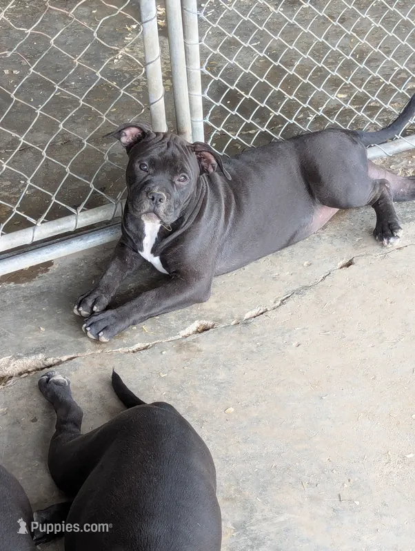 Orange collar female – American Bully puppy for sale in Corning, NY