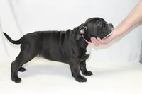 Pink collar female, a female American Bully for sale in Corning, NY – 2 of 5