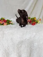 Hershey kiss, a female Chihuahua for sale in Corning, NY – 4 of 4