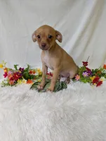 Mary legs, a female Chihuahua for sale in Corning, NY – 4 of 4