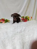 Hershey kiss, a female Chihuahua for sale in Corning, NY – 3 of 4