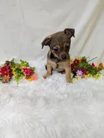 Little bear, a male Chihuahua for sale in Corning, NY – 4 of 4
