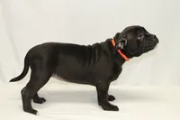 Orange collar female, a female American Bully for sale in Corning, NY – 2 of 5