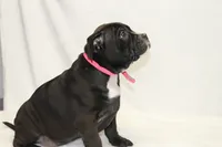 Pink collar female, a female American Bully for sale in Corning, NY – 3 of 5