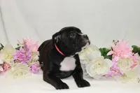 Pink collar female, a female American Bully for sale in Corning, NY – 4 of 5