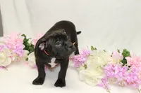 Orange collar female, a female American Bully for sale in Corning, NY – 1 of 5