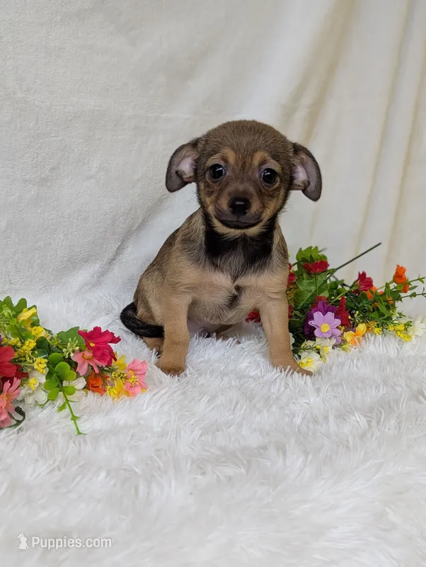 Little bear – Chihuahua puppy for sale in Corning, NY