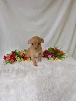 Timmy, a male Chihuahua for sale in Corning, NY – 2 of 4