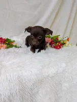 Hershey kiss, a female Chihuahua for sale in Corning, NY – 2 of 4