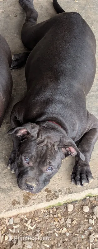 Red collar female – American Bully puppy for sale in Corning, NY