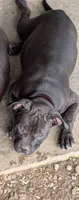 Red collar female, a female American Bully for sale in Corning, NY – 1 of 6