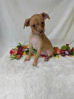 Mary legs, a female Chihuahua for sale in Corning, NY – 2 of 4