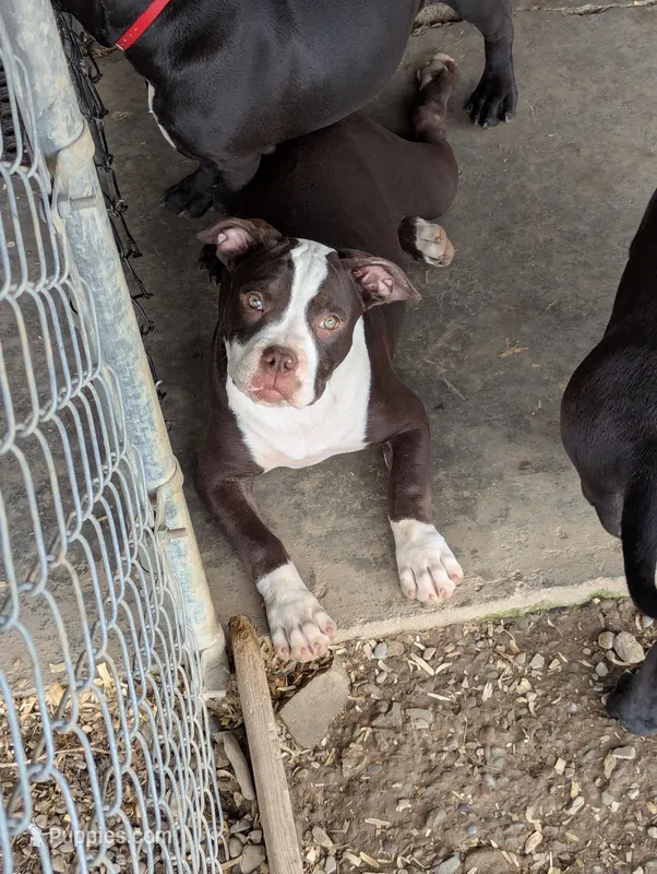 Female chocolate – American Bully puppy on hold in Corning, NY