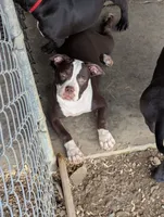 Female chocolate, a female American Bully for sale in Corning, NY – 1 of 6