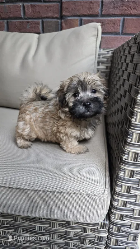 Tigger  – Maltipoo, Maltese puppy for sale in Monroe, NC