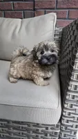 Tigger , a male Maltipoo and Maltese for sale in Monroe, NC – 1 of 5