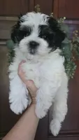 Spotty , a male Maltipoo for sale in Monroe, NC – 1 of 5