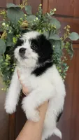 Lucy , a female Maltipoo for sale in Monroe, NC – 5 of 6