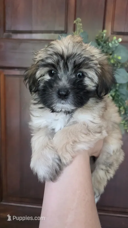 Cookie – Maltipoo, Maltese puppy for sale in Monroe, NC