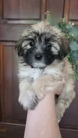 Cookie, a female Maltipoo and Maltese for sale in Monroe, NC – 2 of 8