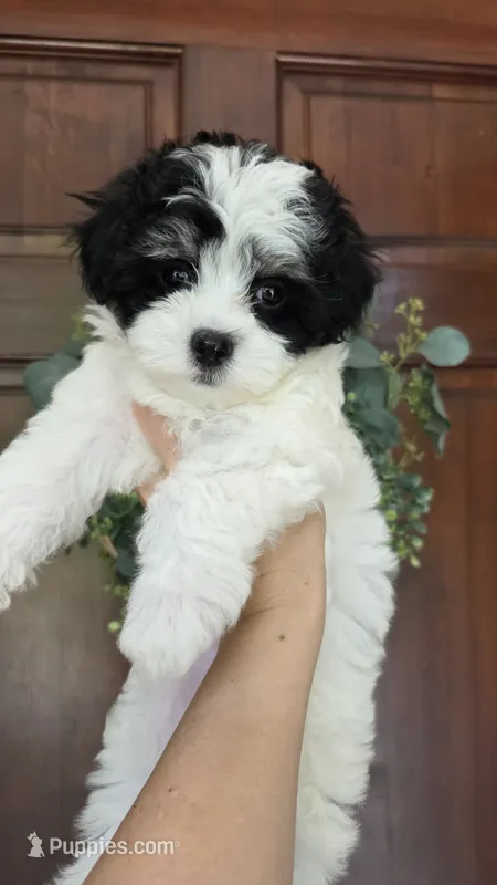 Elsie – Maltipoo puppy for sale in Monroe, NC