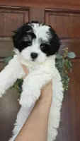 Elsie, a female Maltipoo for sale in Monroe, NC – 1 of 6