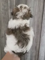 Charlie, a male Maltipoo and Maltese for sale in Monroe, NC – 6 of 6