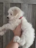 Minnie, a female Maltipoo and Maltese for sale in Monroe, NC – 7 of 8
