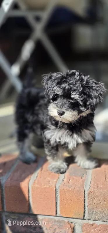 Ronaldo – Maltipoo, Maltese puppy for sale in Monroe, NC