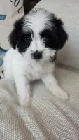 Lucy , a female Maltipoo for sale in Monroe, NC – 3 of 6