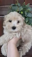 Cooper , a male Maltipoo and Maltese for sale in Monroe, NC – 3 of 4