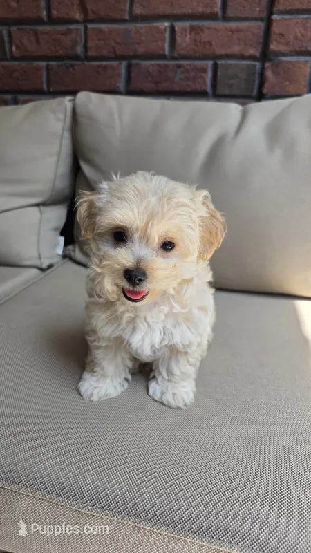 Teddy  – Maltipoo, Maltese puppy for sale in Monroe, NC