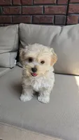 Teddy , a male Maltipoo and Maltese for sale in Monroe, NC – 1 of 8
