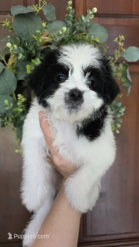 Lucy  – Maltipoo puppy for sale in Monroe, NC