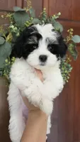 Elsie, a female Maltipoo for sale in Monroe, NC – 5 of 6