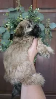 Tigger , a male Maltipoo and Maltese for sale in Monroe, NC – 2 of 5