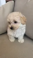 Teddy , a male Maltipoo and Maltese for sale in Monroe, NC – 4 of 8