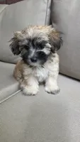 Cookie, a female Maltipoo and Maltese for sale in Monroe, NC – 8 of 8