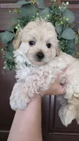 Teddy , a male Maltipoo and Maltese for sale in Monroe, NC – 2 of 6
