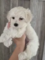 Max, a male Maltipoo and Maltese for sale in Monroe, NC – 5 of 6