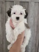 Charlie, a male Maltipoo and Maltese for sale in Monroe, NC – 2 of 6