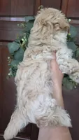 Teddy , a male Maltipoo and Maltese for sale in Monroe, NC – 5 of 6