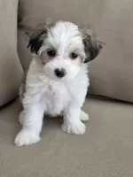 Candy, a female Maltipoo and Maltese for sale in Monroe, NC – 2 of 8