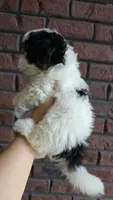 Spotty , a male Maltipoo for sale in Monroe, NC – 2 of 5