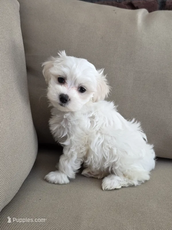Lilly – Maltipoo, Maltese puppy for sale in Monroe, NC