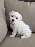 Lilly, a female Maltipoo and Maltese for sale in Monroe, NC – 1 of 7